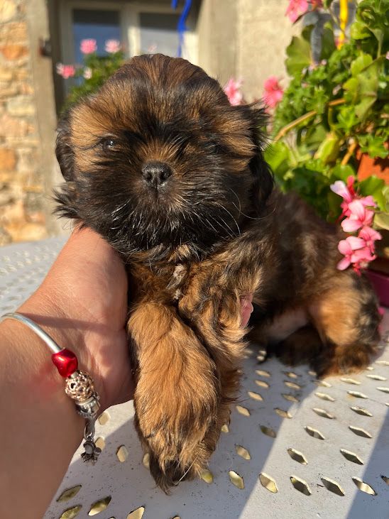 Christiane Verlhac-barre - Chiots disponibles - Shih Tzu
