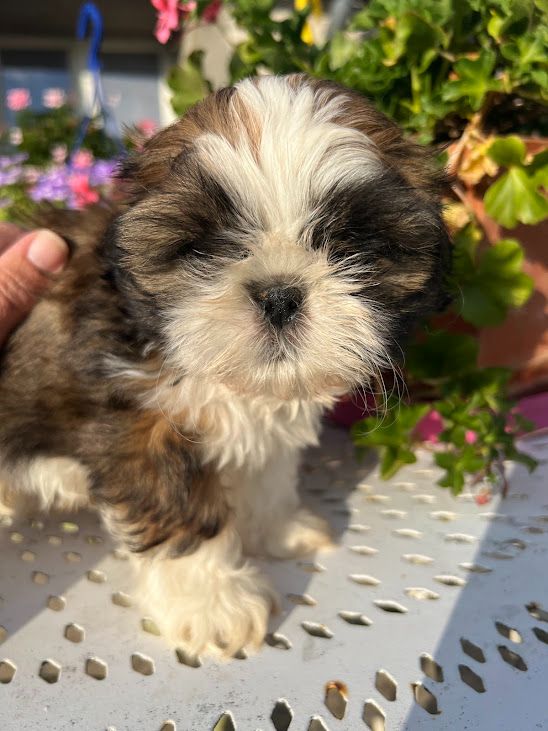 Christiane Verlhac-barre - Chiots disponibles - Shih Tzu