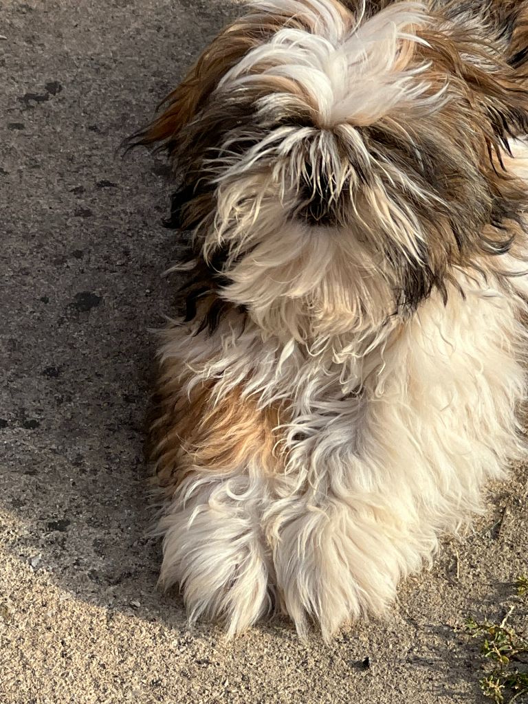 Christiane Verlhac-barre - Chiots disponibles - Shih Tzu