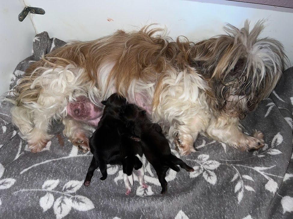 Christiane Verlhac-barre - Shih Tzu - Portée née le 06/06/2025