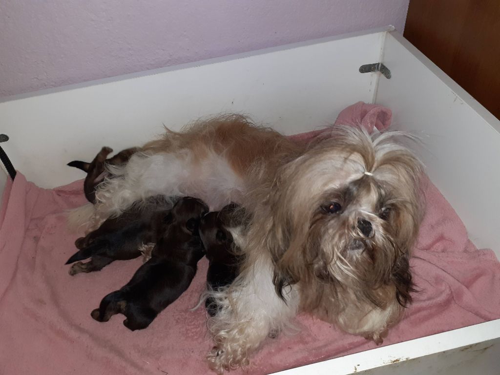 Chiot Shih Tzu Christiane Verlhac-barre