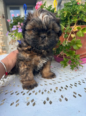 CHIOT 2