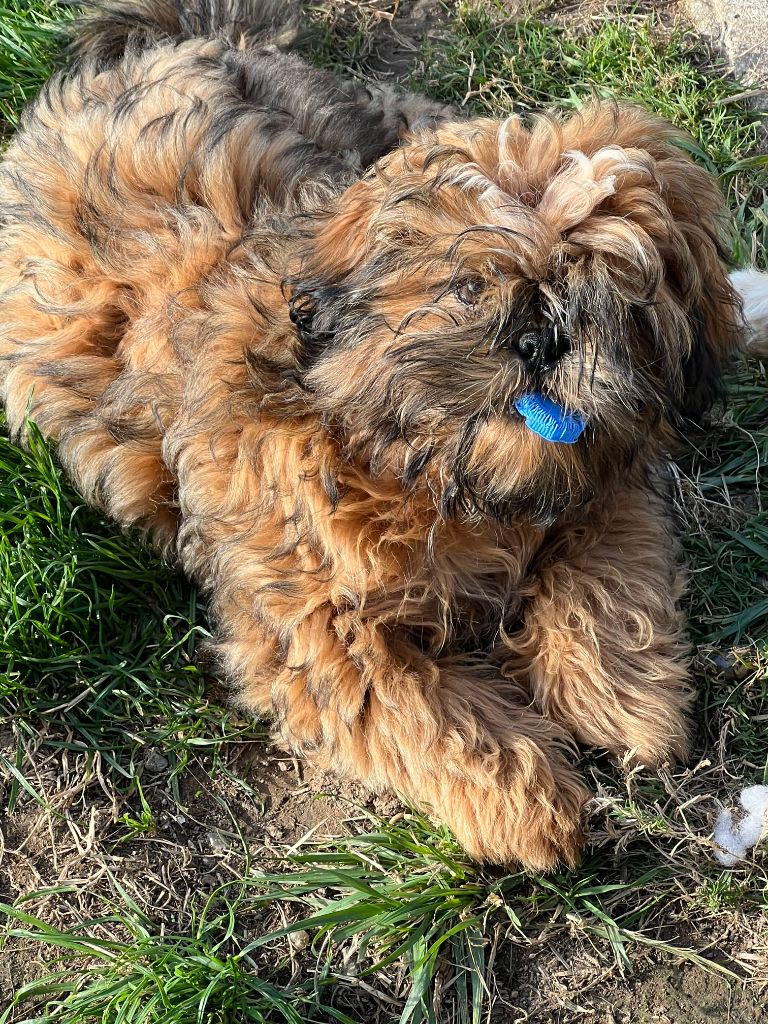 Christiane Verlhac-barre - Chiots disponibles - Shih Tzu