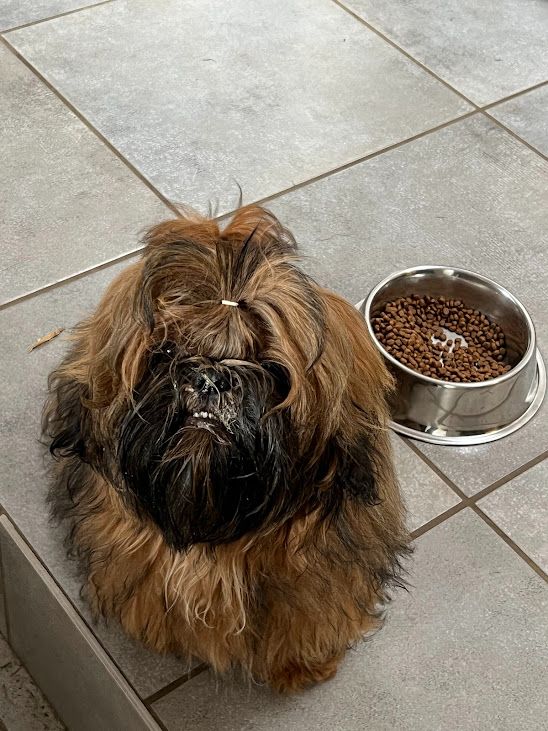 Christiane Verlhac-barre - Chiots disponibles - Shih Tzu